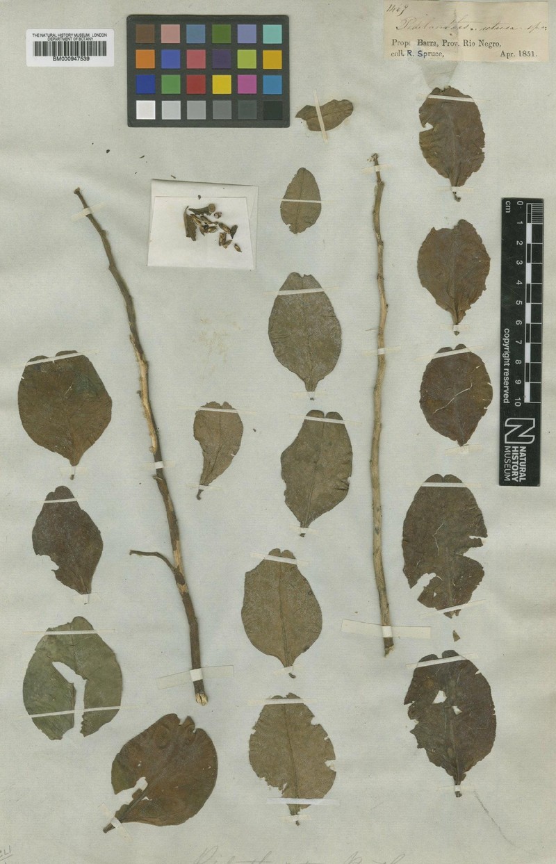 Euphorbia tithymaloides subsp. retusa photo 3