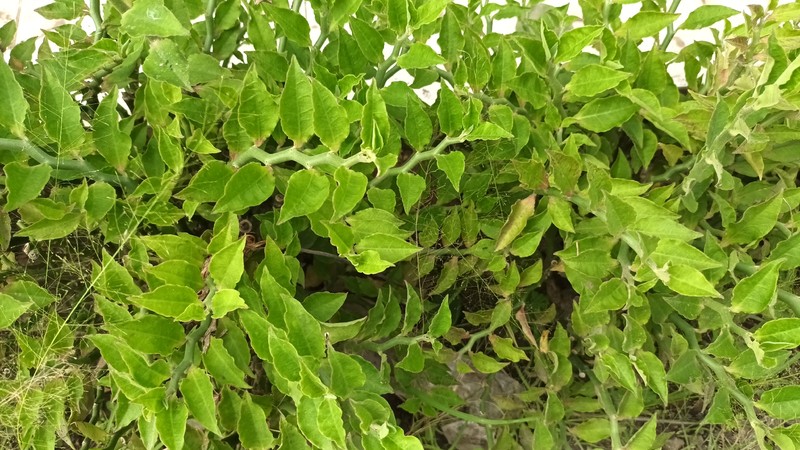 Euphorbia tithymaloides subsp. smallii