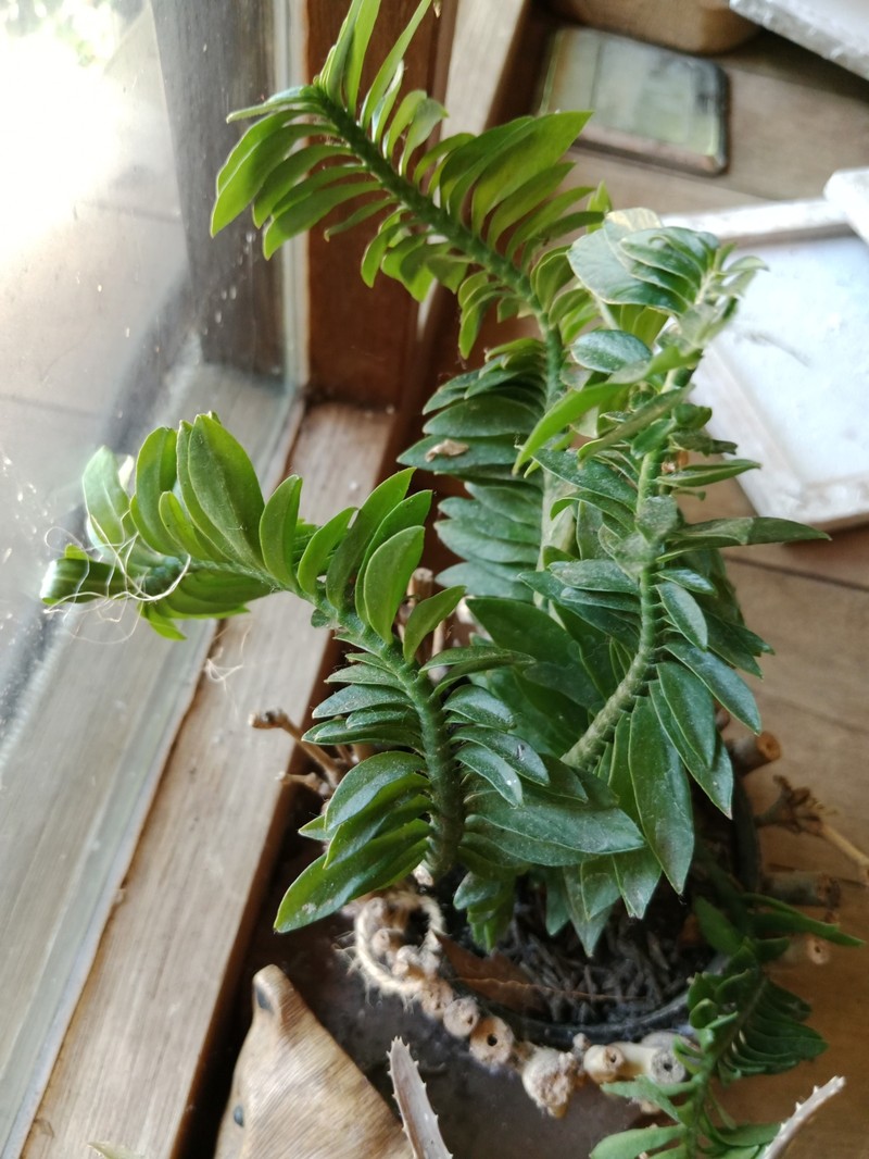 Euphorbia tithymaloides subsp. smallii photo 2