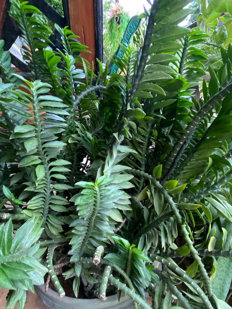 Euphorbia tithymaloides subsp. smallii photo 3