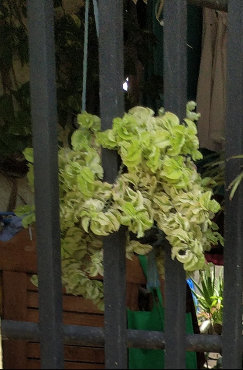Euphorbia tithymaloides subsp. smallii photo 4