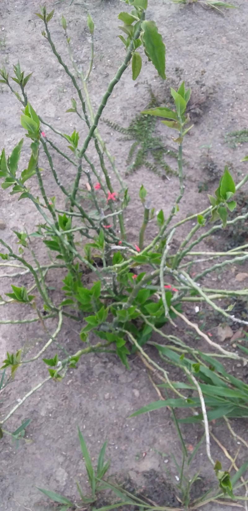 Euphorbia tithymaloides subsp. smallii photo 5