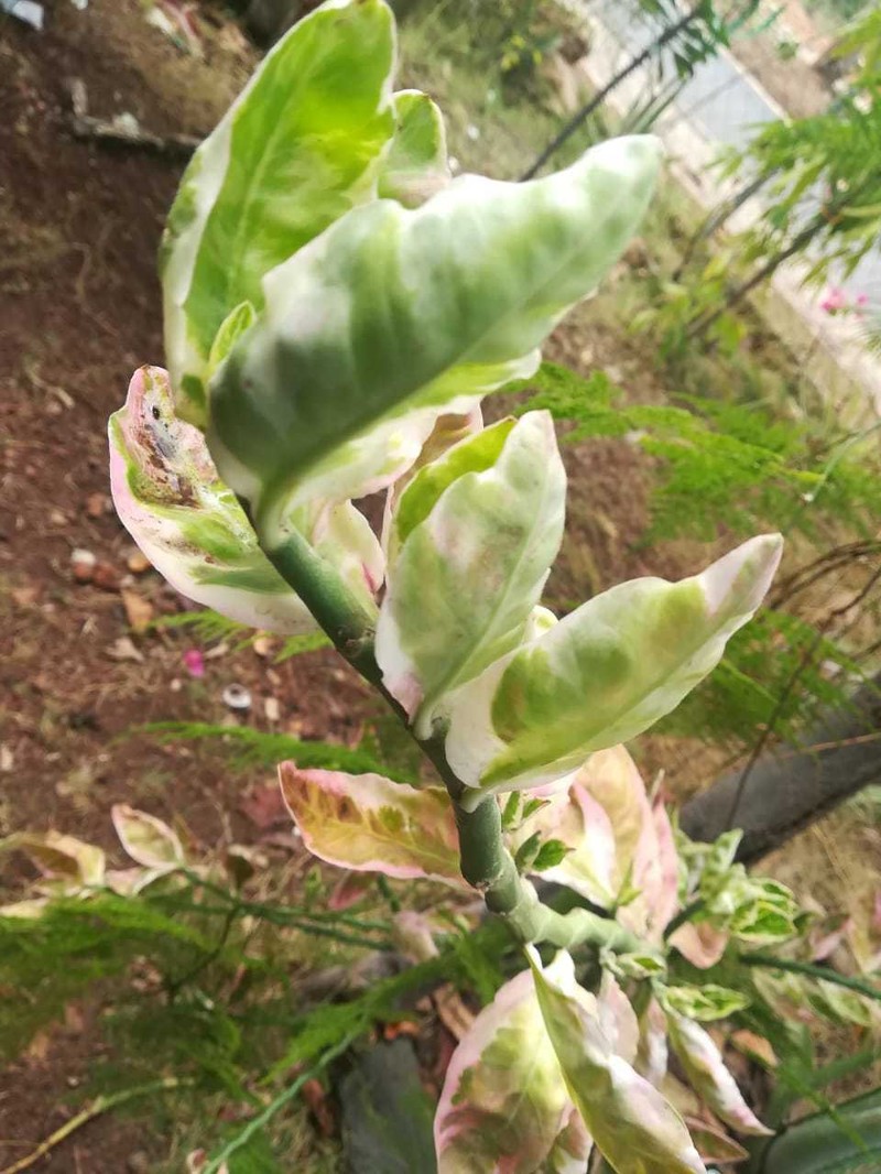Euphorbia tithymaloides subsp. smallii photo 6