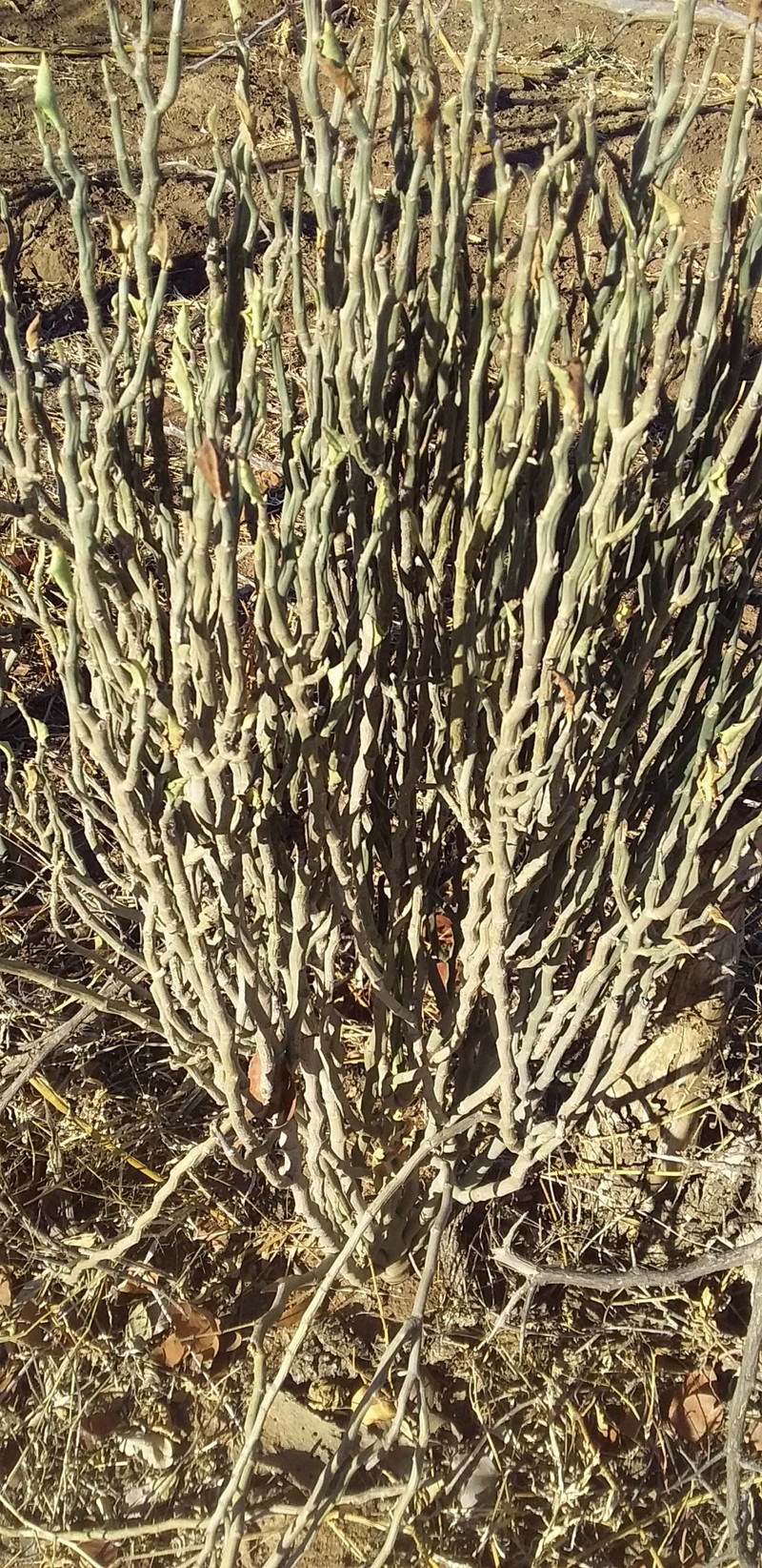 Euphorbia tithymaloides subsp. smallii photo 7