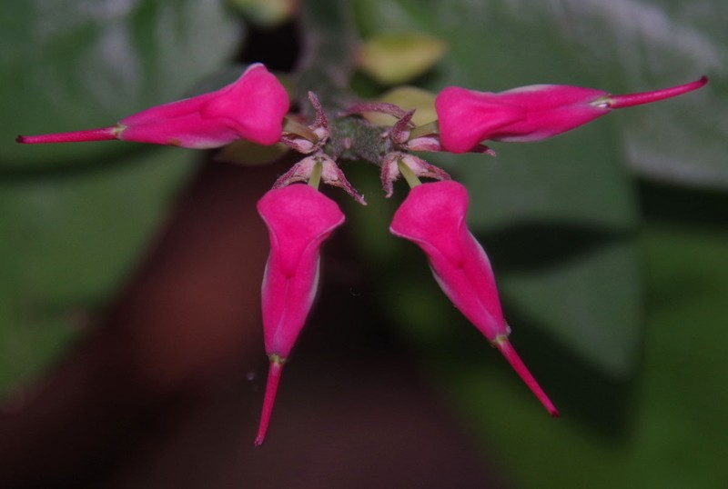 Euphorbia tithymaloides subsp. smallii photo 8