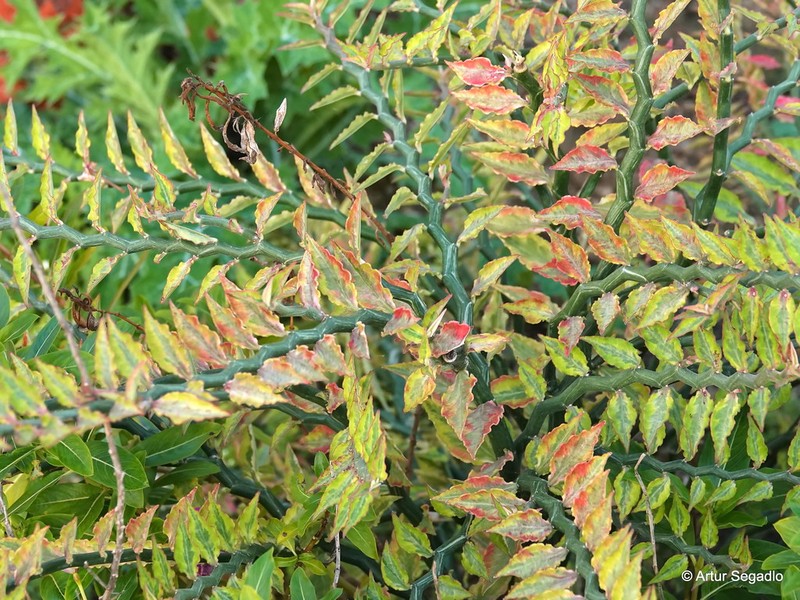 Euphorbia tithymaloides subsp. tithymaloides