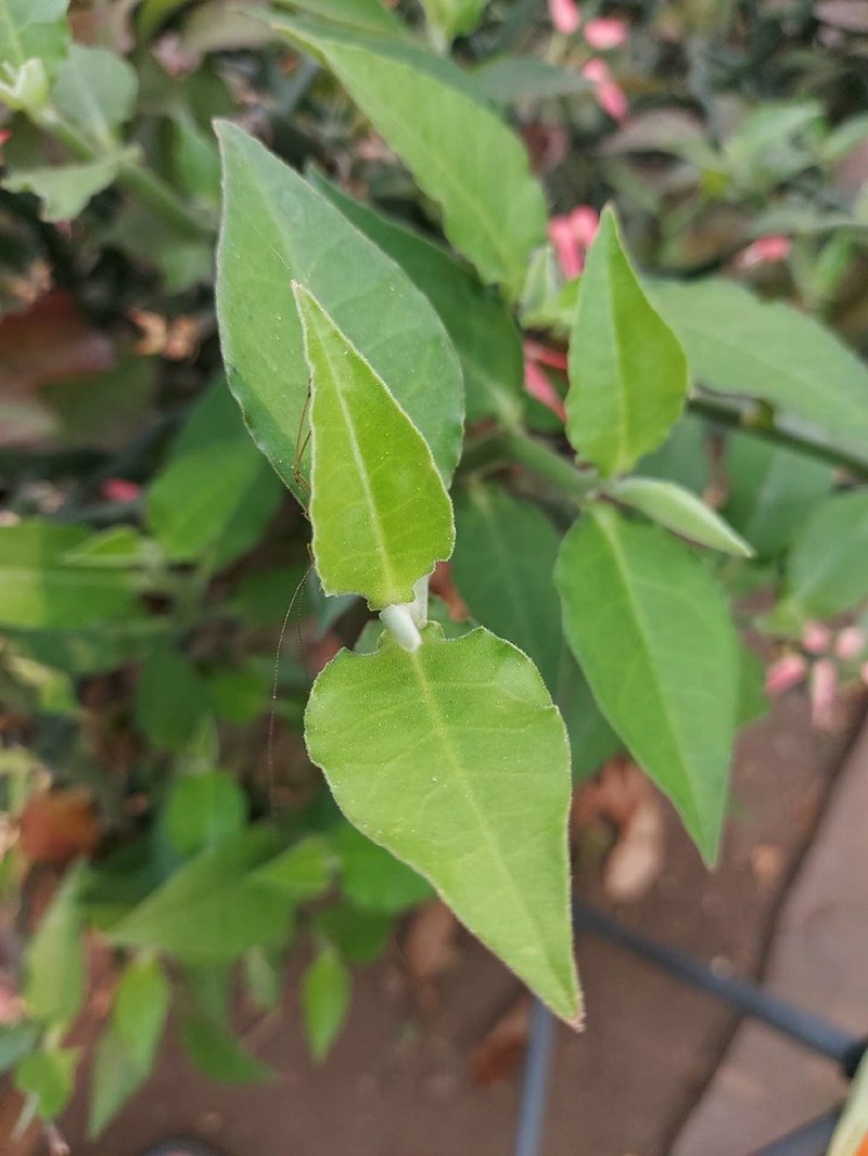 Euphorbia tithymaloides subsp. tithymaloides photo 2