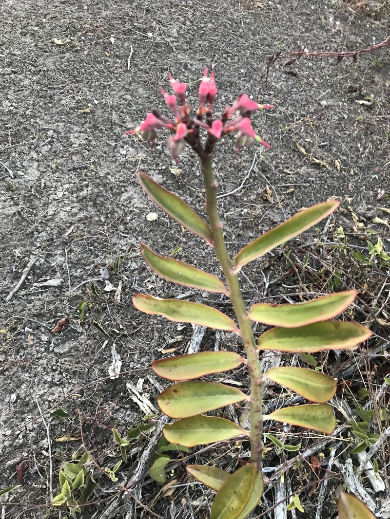 Euphorbia tithymaloides subsp. tithymaloides photo 3