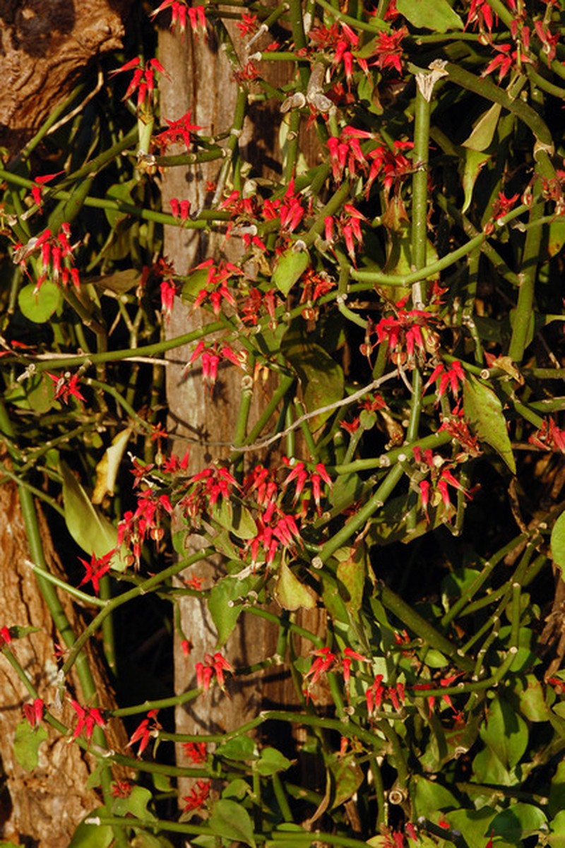 Euphorbia tithymaloides subsp. tithymaloides photo 4