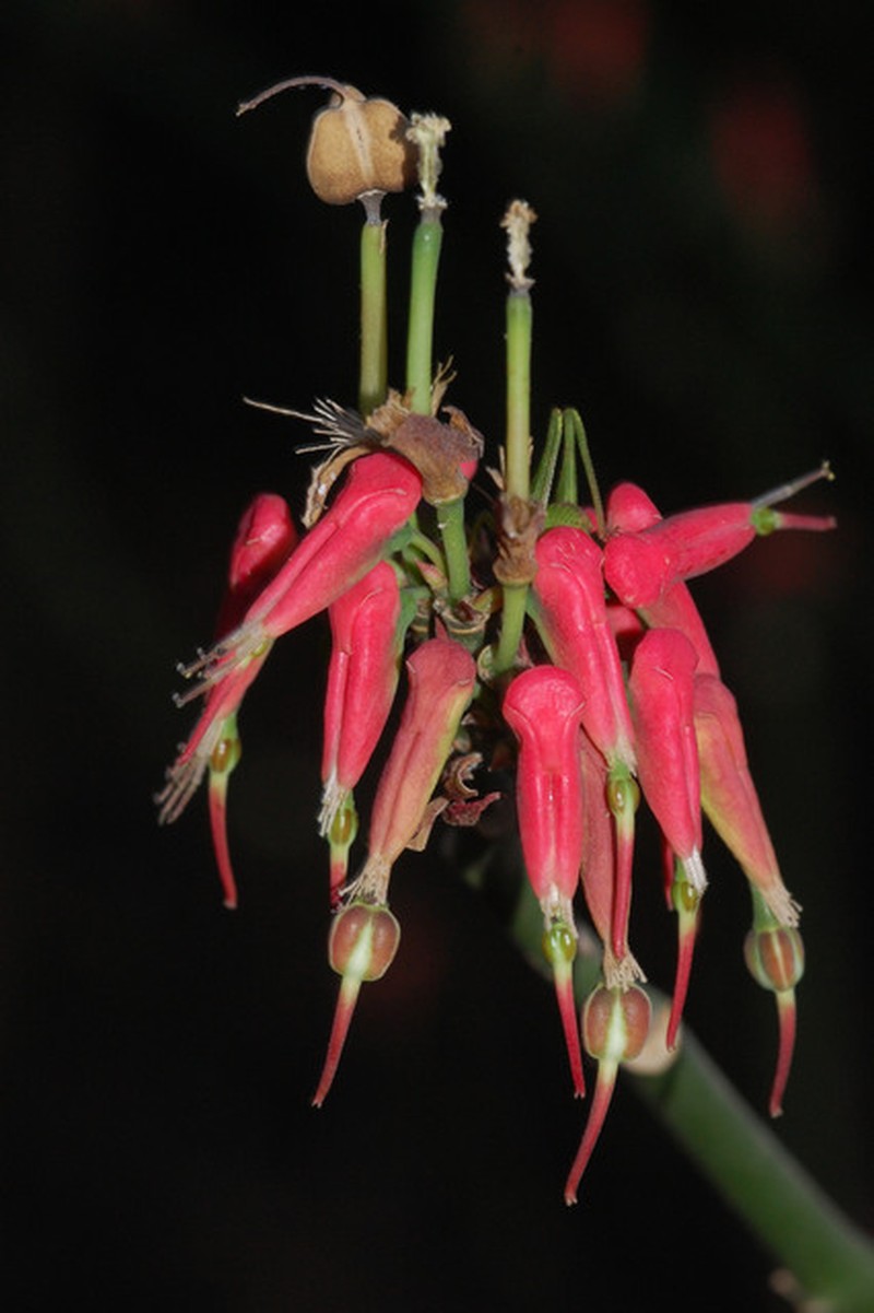 Euphorbia tithymaloides subsp. tithymaloides photo 5