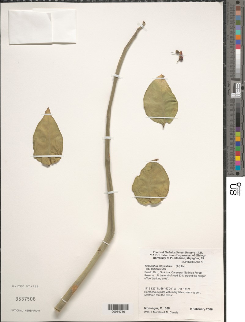 Euphorbia tithymaloides subsp. tithymaloides photo 6