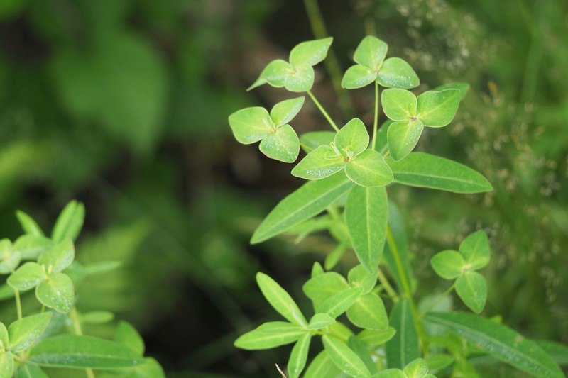 Euphorbia togakusensis