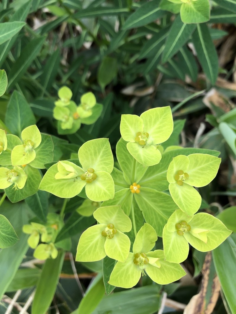 Euphorbia togakusensis photo 2