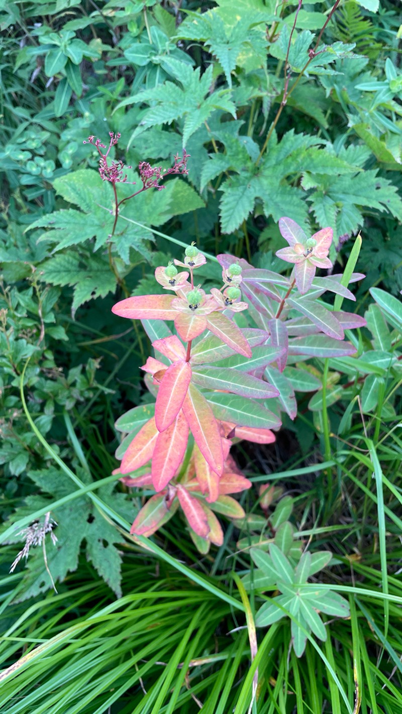 Euphorbia togakusensis photo 3