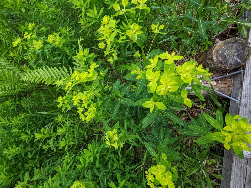 Euphorbia togakusensis photo 4