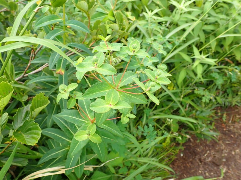 Euphorbia togakusensis photo 5