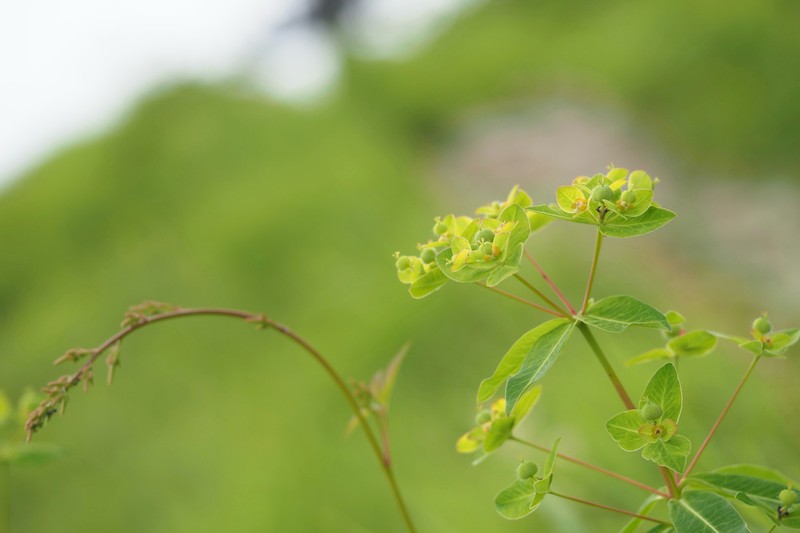 Euphorbia togakusensis photo 6