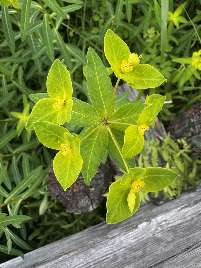 Euphorbia togakusensis photo 7