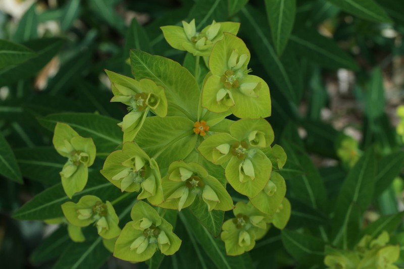 Euphorbia togakusensis photo 8