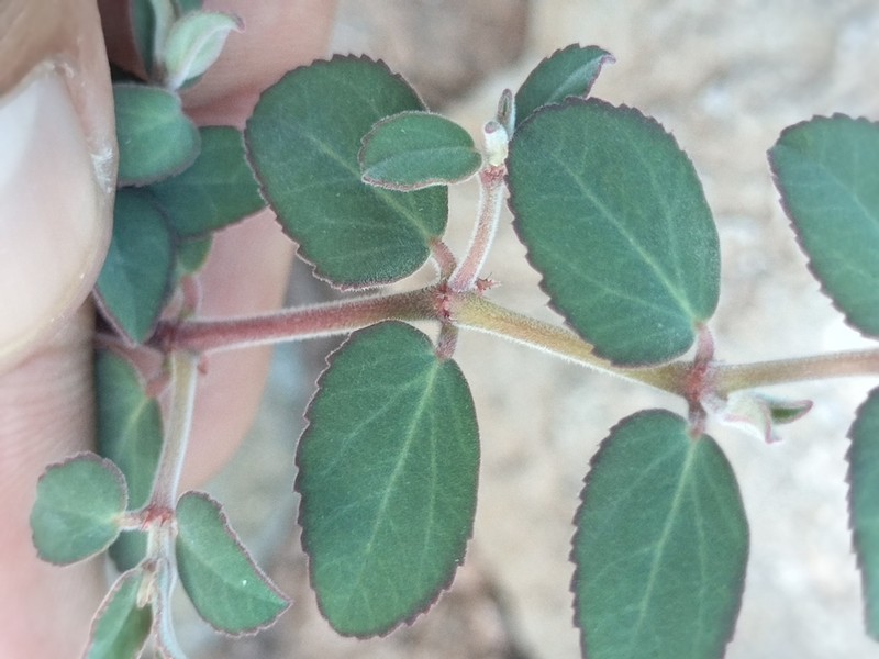 Euphorbia tomentulosa