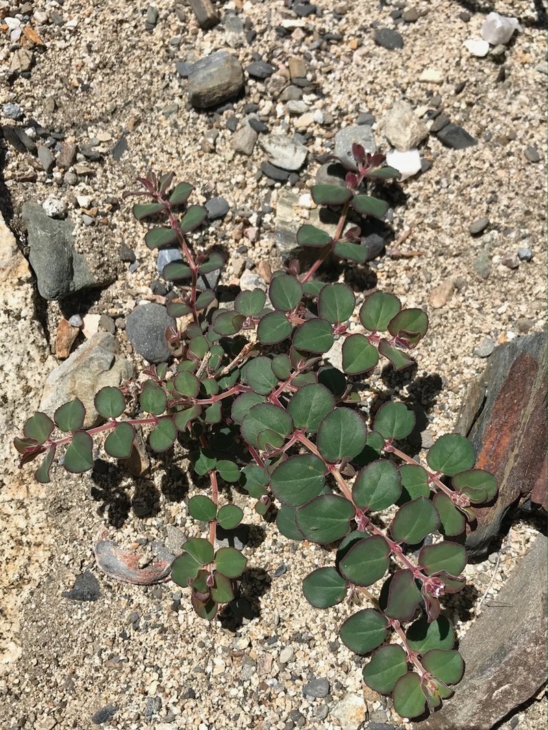 Euphorbia tomentulosa photo 2