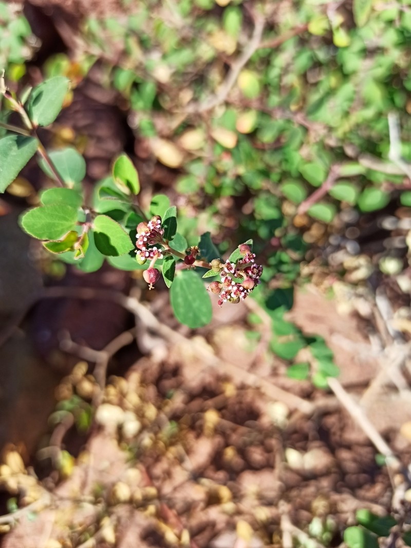 Euphorbia tomentulosa photo 3