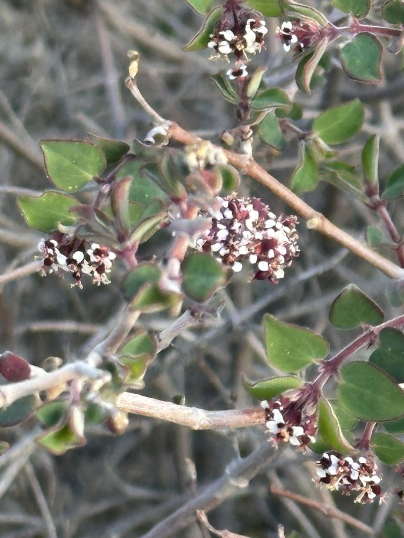 Euphorbia tomentulosa photo 4