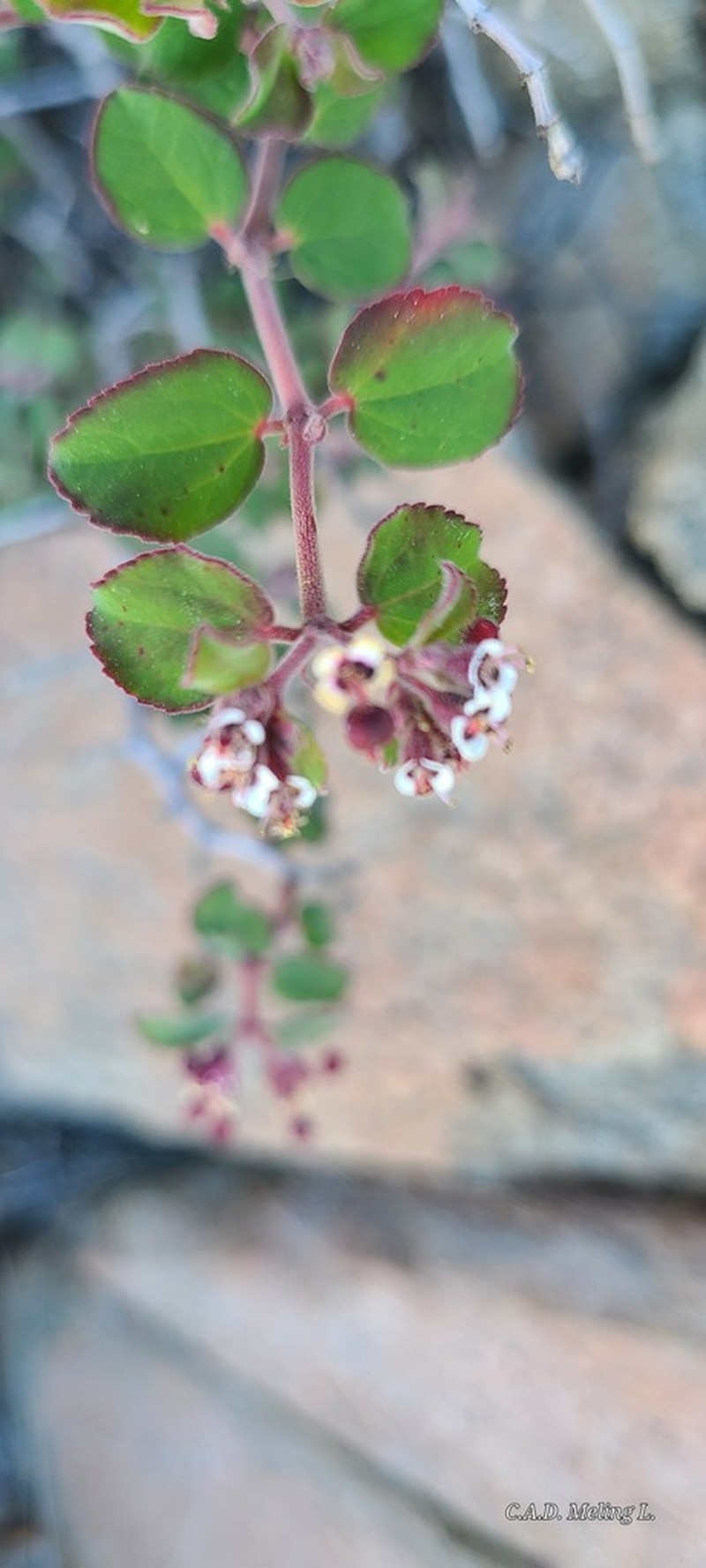 Euphorbia tomentulosa photo 5