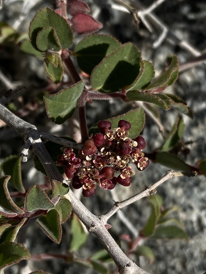 Euphorbia tomentulosa photo 6