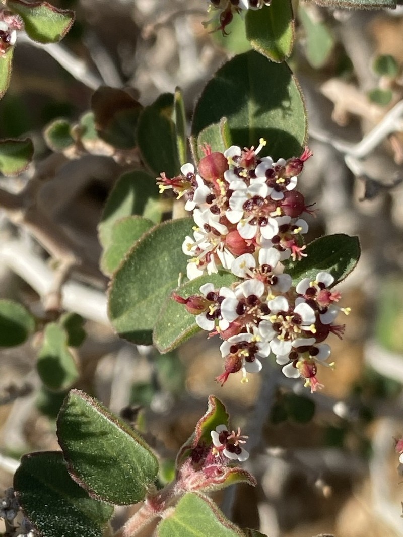 Euphorbia tomentulosa photo 7