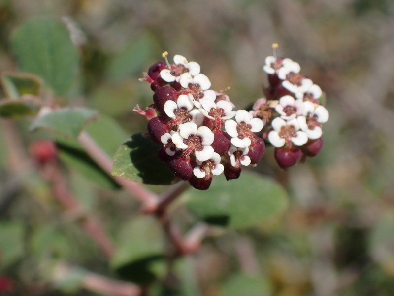 Euphorbia tomentulosa photo 8