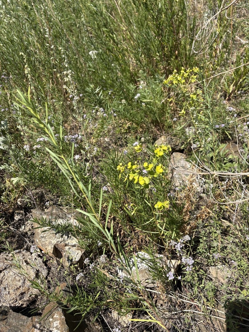 Euphorbia tommasiniana
