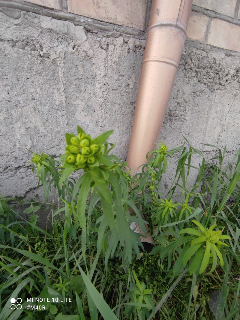 Euphorbia tommasiniana photo 2