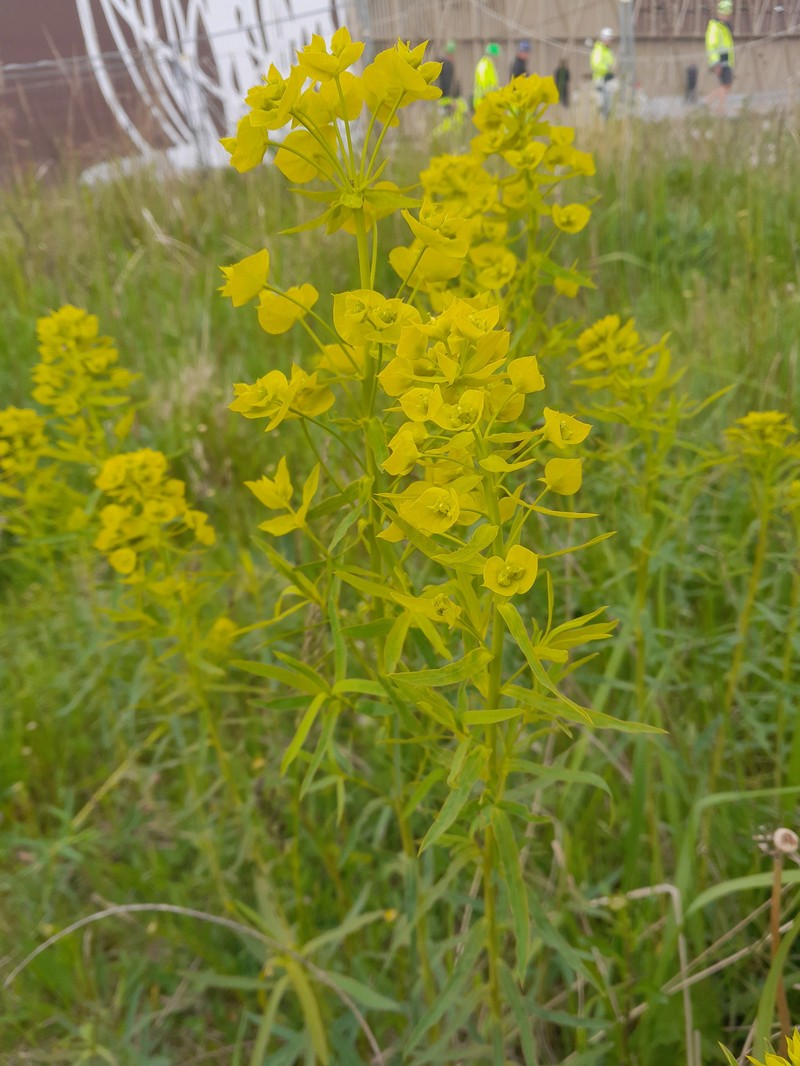 Euphorbia tommasiniana photo 3