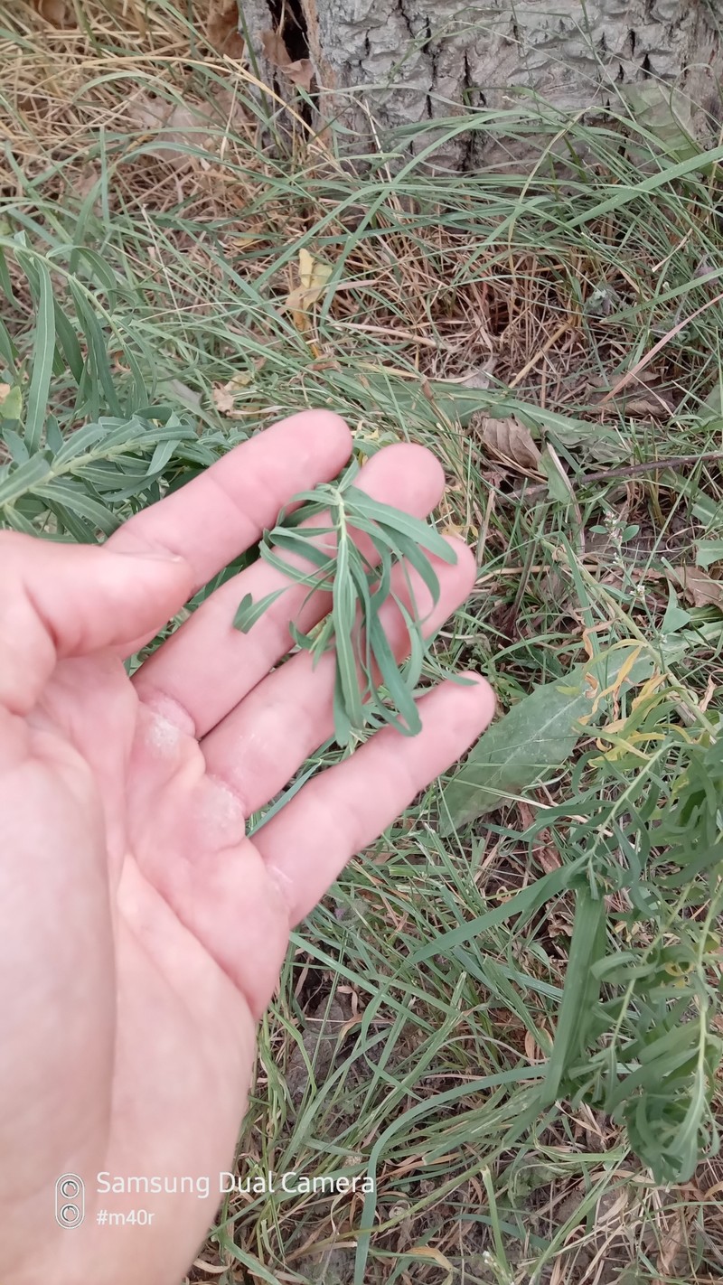 Euphorbia tommasiniana photo 4