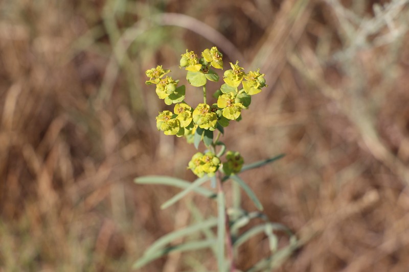 Euphorbia tommasiniana photo 7