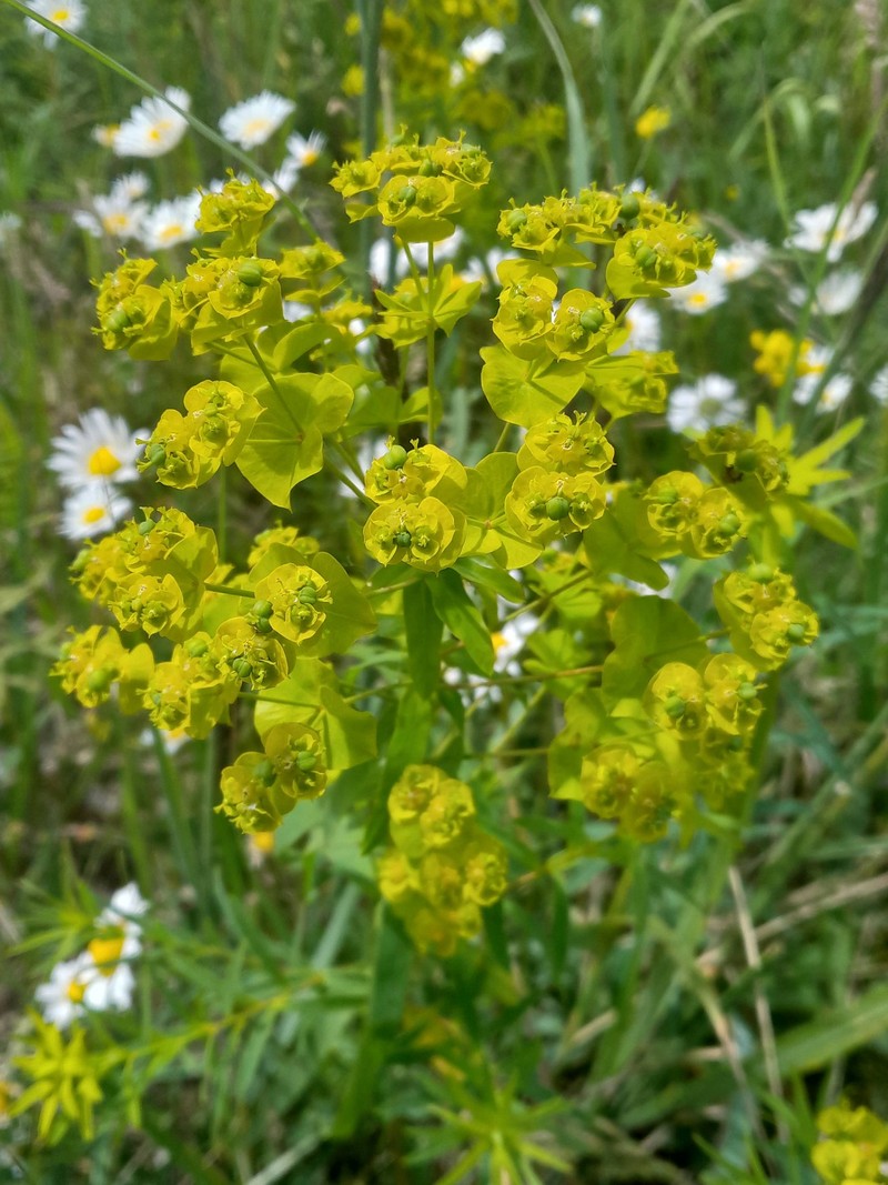 Euphorbia tommasiniana photo 8