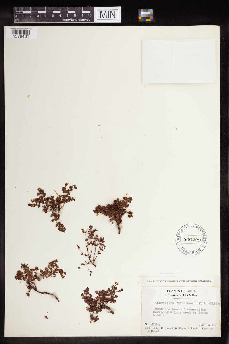 Chamaesyce torralbasii