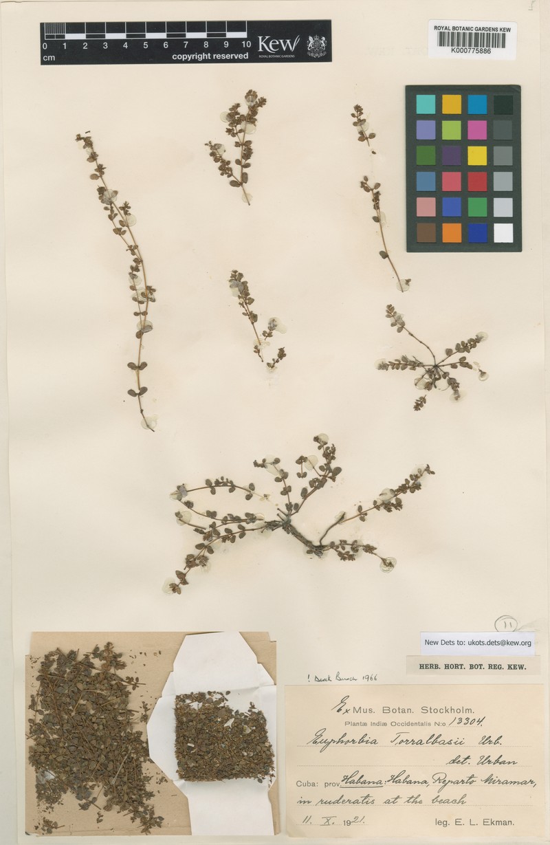 Chamaesyce torralbasii photo 3