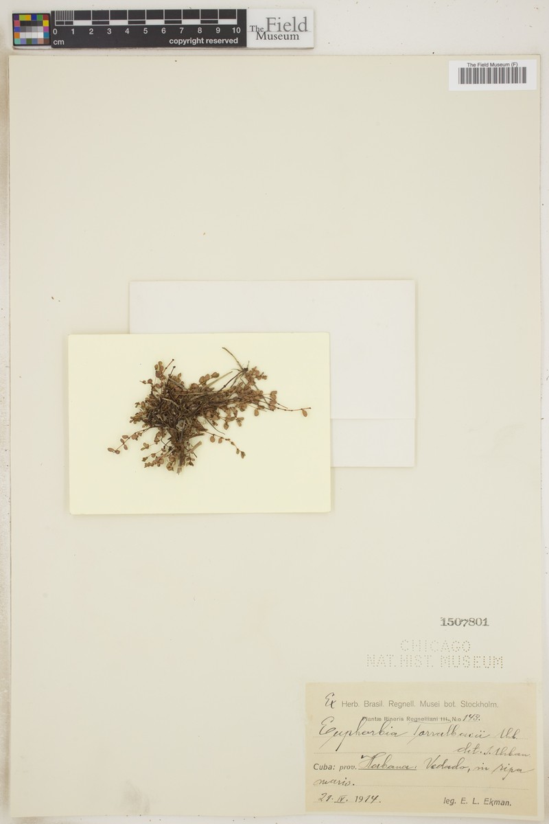 Chamaesyce torralbasii photo 4
