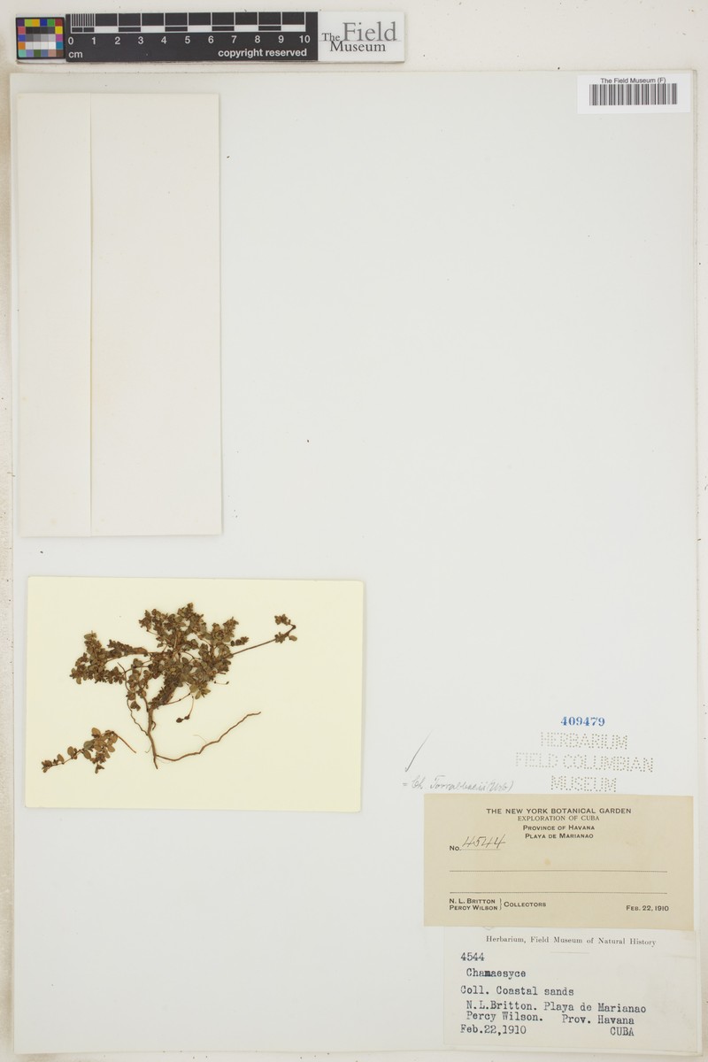 Chamaesyce torralbasii photo 5