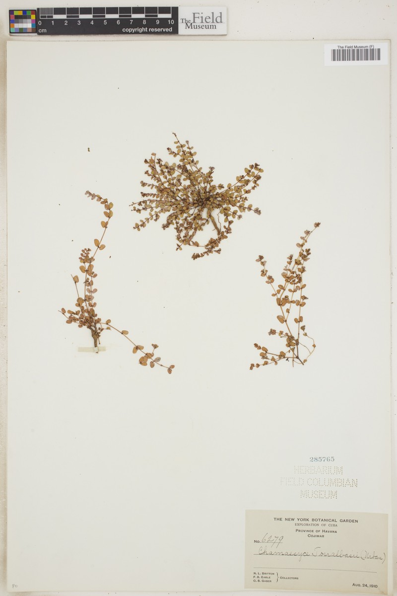 Chamaesyce torralbasii photo 6