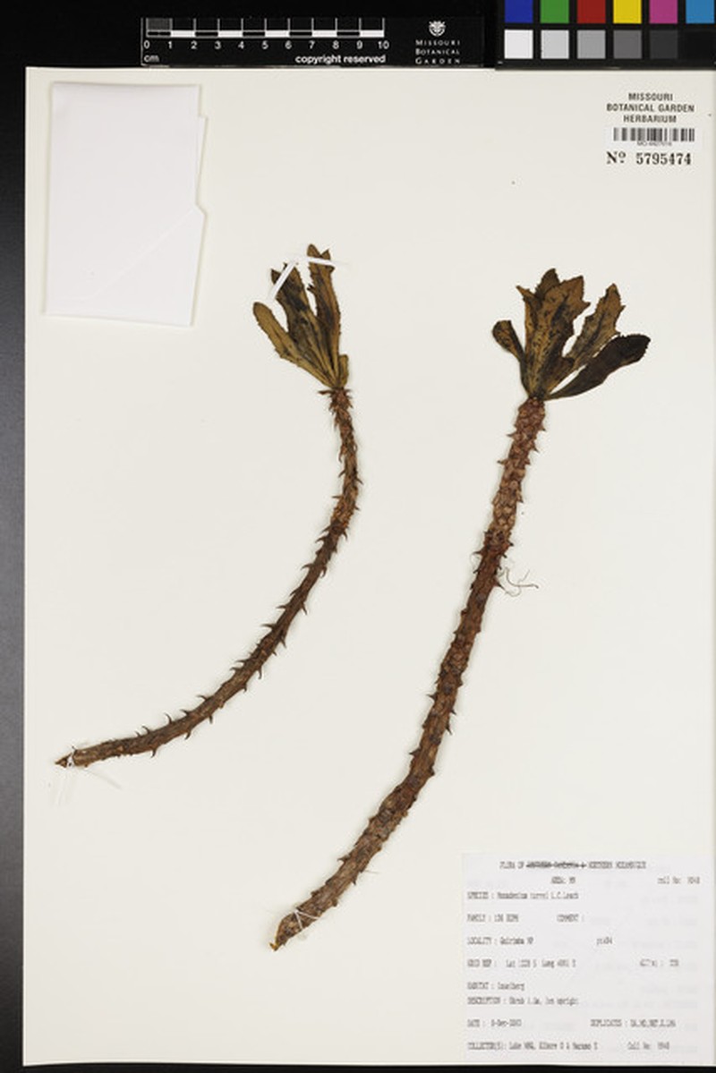 Euphorbia torrei photo 2
