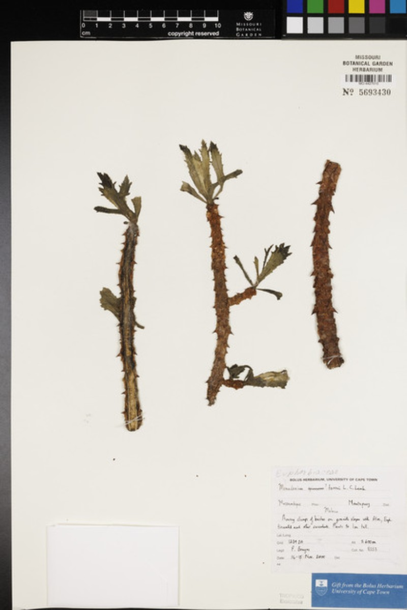 Euphorbia torrei photo 3