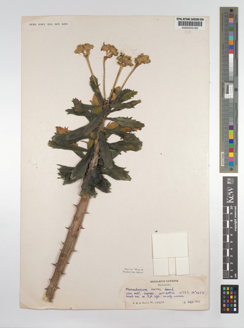 Euphorbia torrei photo 4