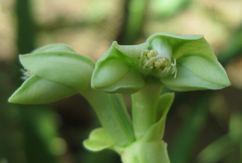 Euphorbia torrei