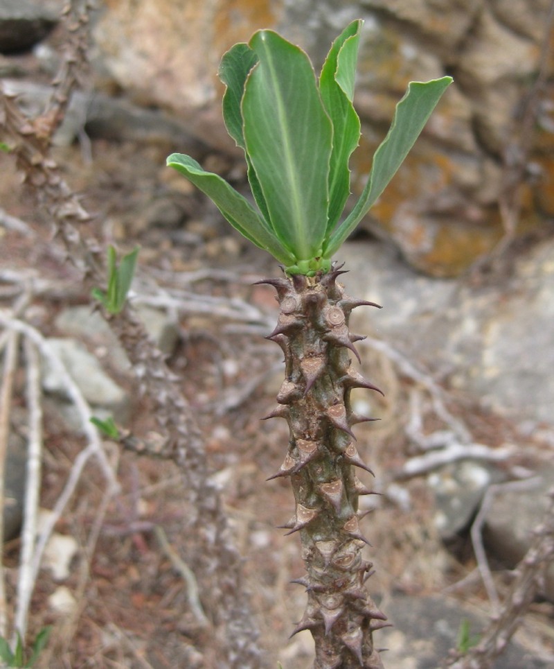 Euphorbia torrei photo 5