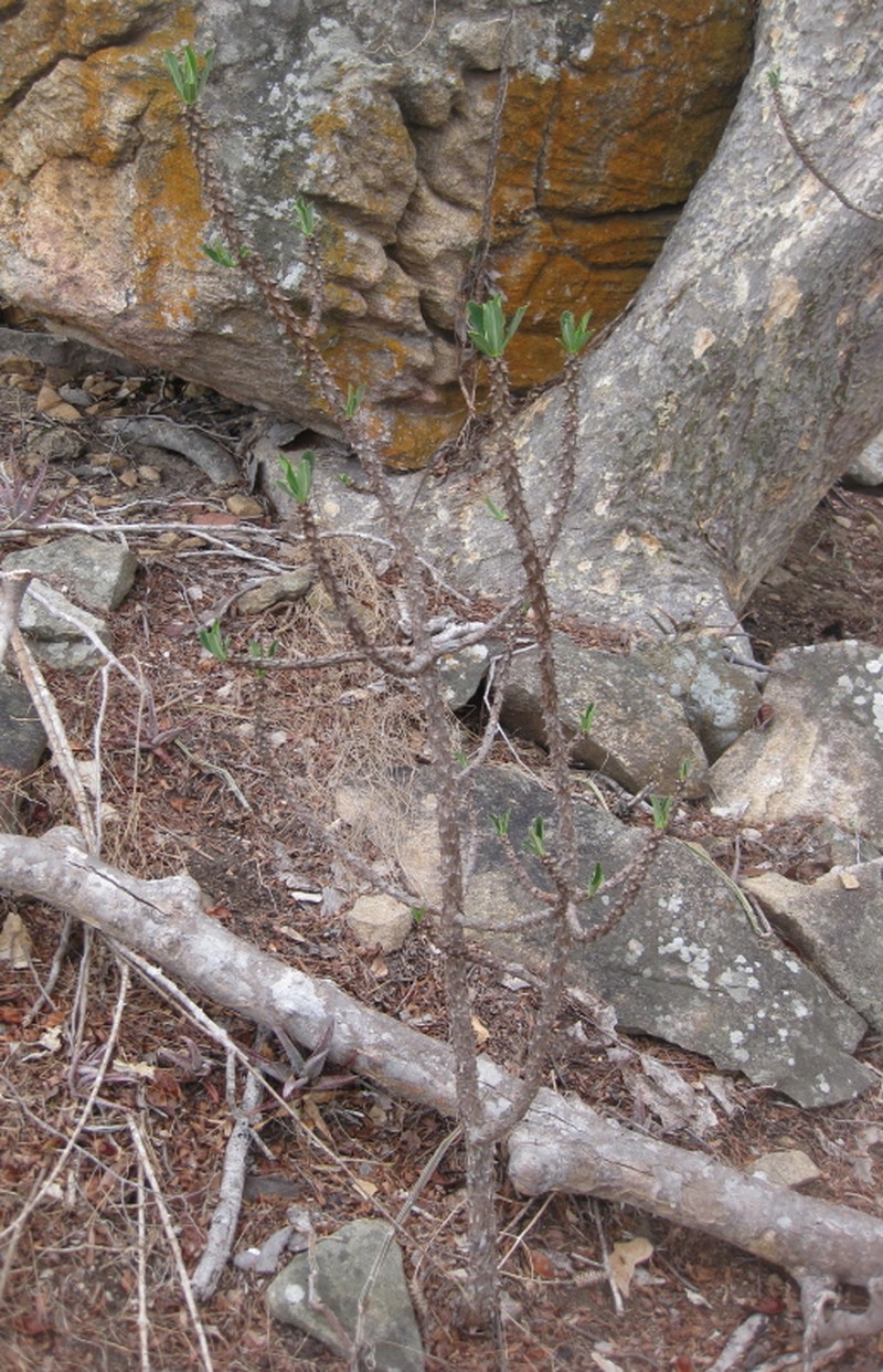 Euphorbia torrei photo 6