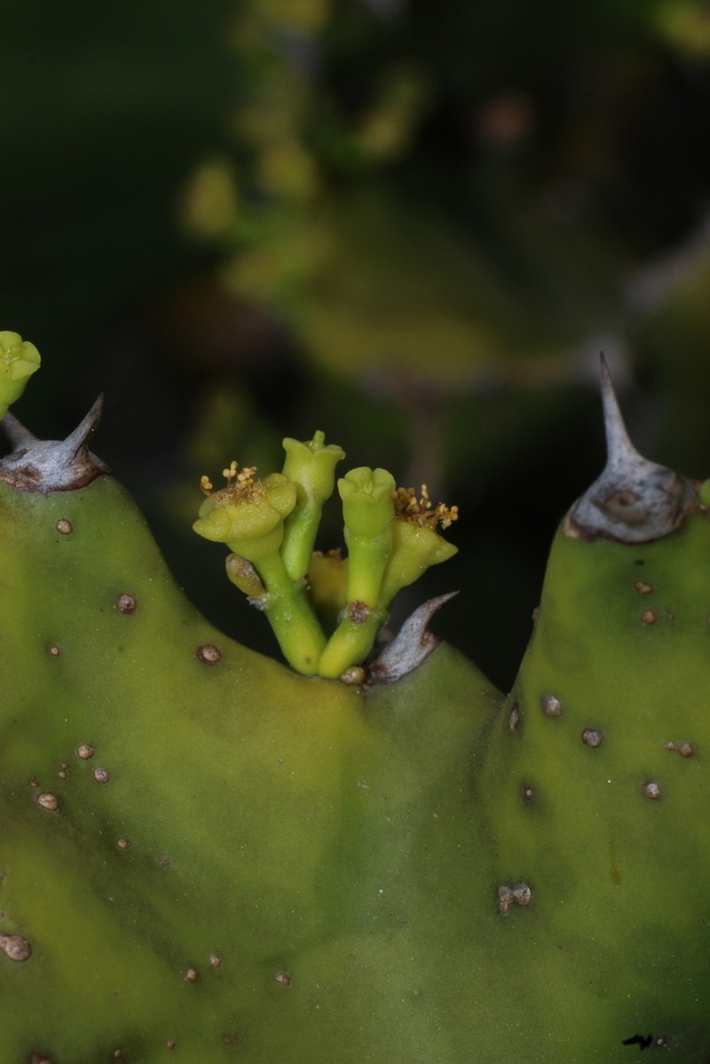 Euphorbia tortilis