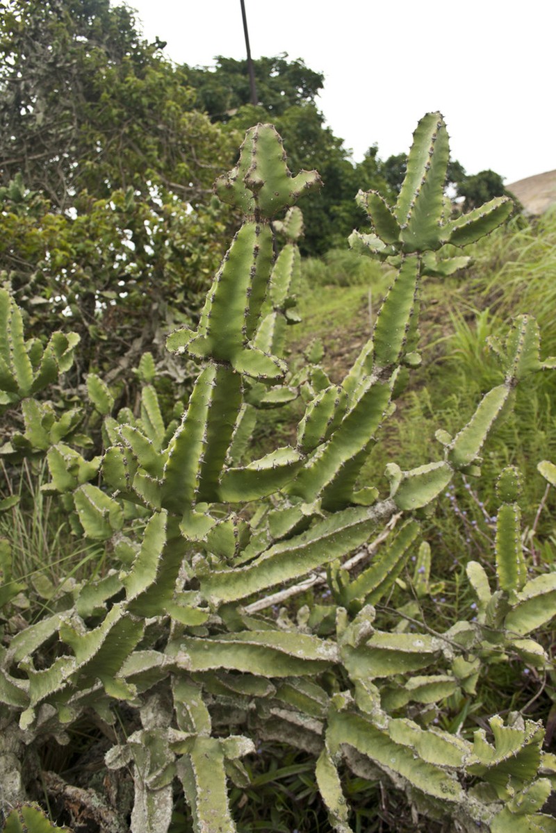 Euphorbia tortilis photo 2